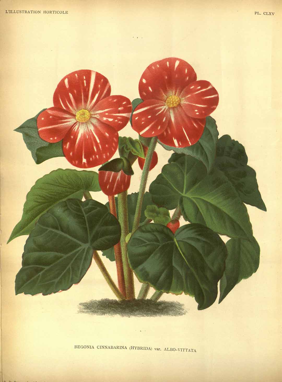 B. ‘Cinnabarina Albo-vittata’